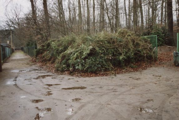 Entfernung der Koniferen